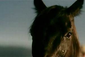 guinness - Mustang